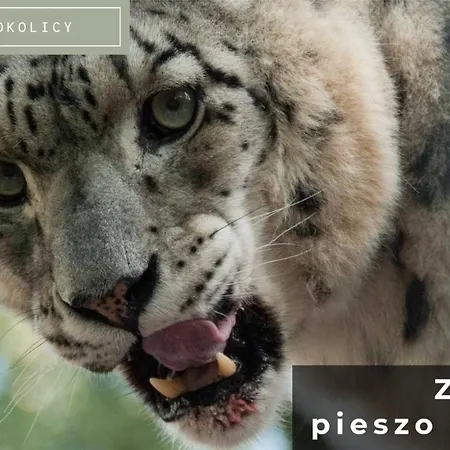 Szumilas Miejsce Spotkan