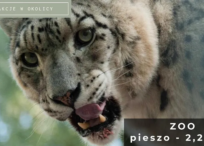 Szumilas Miejsce Spotkan